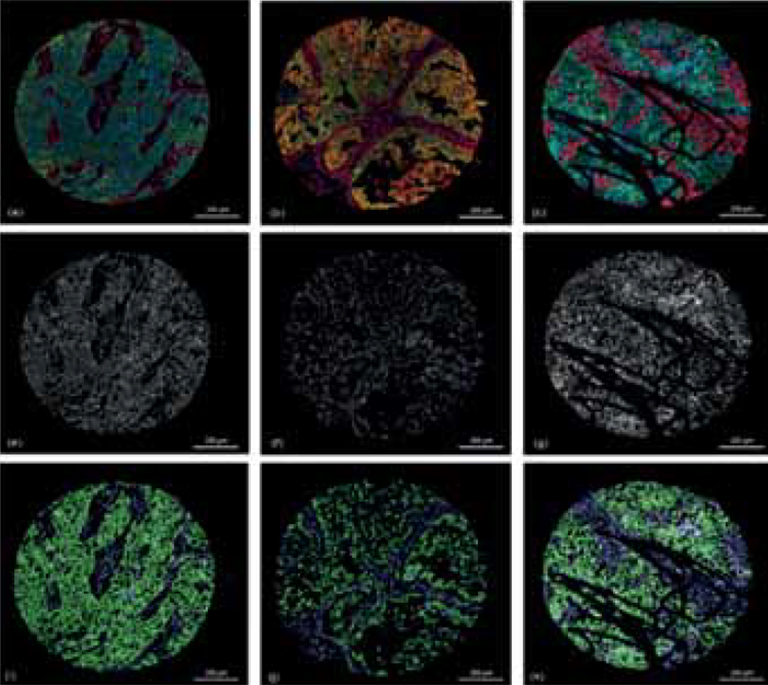 NanoZoomer application notes 03