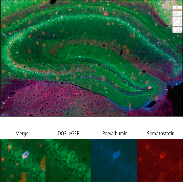 NanoZoomer application notes 05