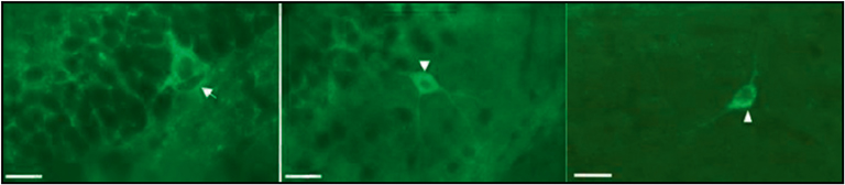 NanoZoomer application notes 05