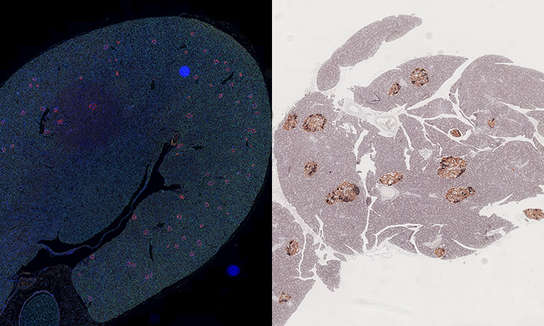 Brightfield and Fluorescence