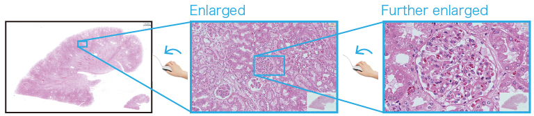NanoZoomer view feature