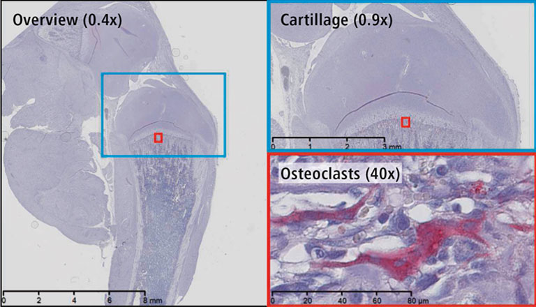 NanoZoomer application notes 06