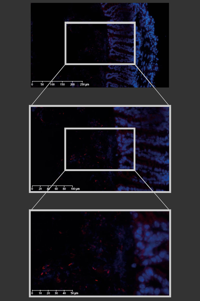 NanoZoomer application notes 08
