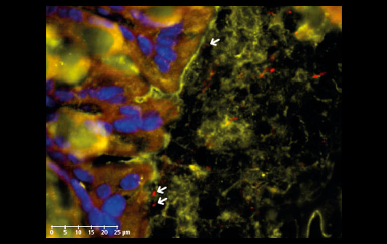 NanoZoomer application notes 08