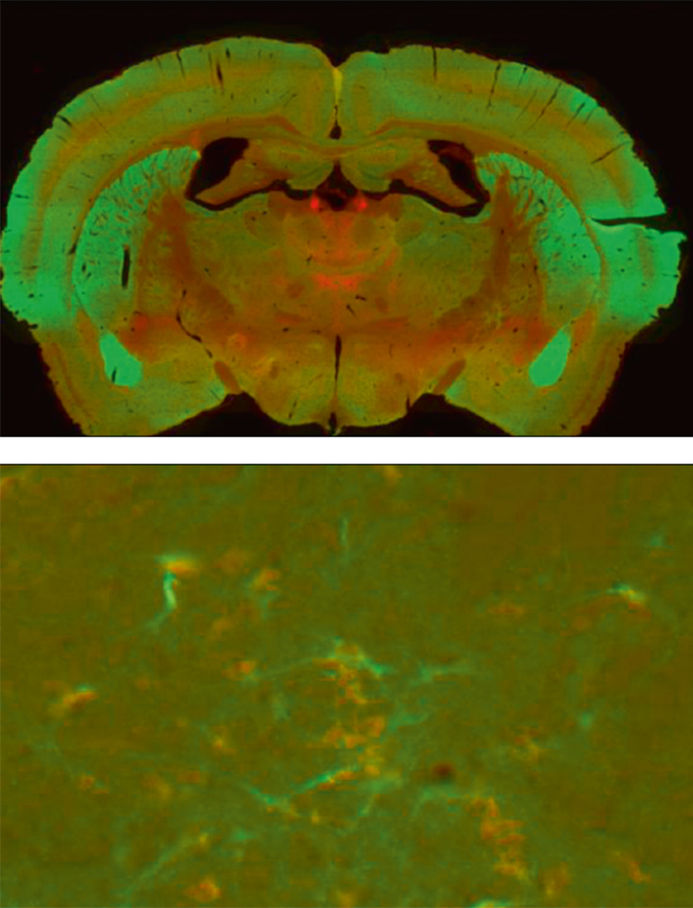 NanoZoomer application notes 05