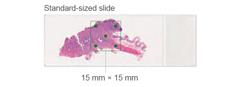 standard-sized slide